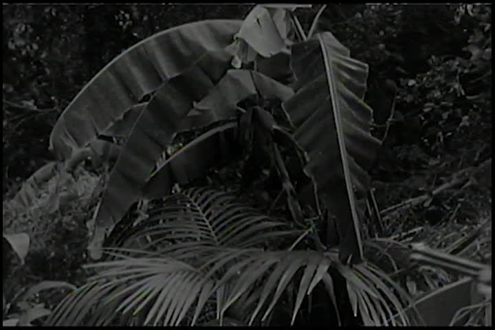 Saturday Serials: Panther Girl of the Kongo ep. 2