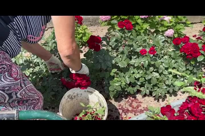 Cooking and Kids - Wheat Harvest in Serbia S3e16