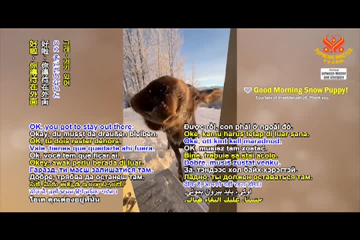 Supreme Master TV - 05-04-480p-60m