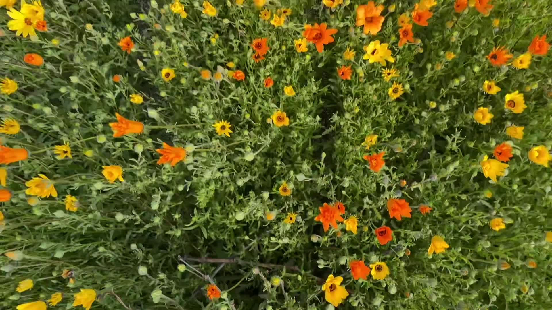 Cooking and Kids - Beeswax Egg Coloring S4ep2